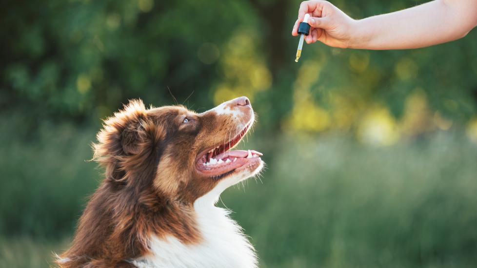 Apakah minyak CBD aman untuk anjing? Panduan lengkap untuk bantuan alami untuk hewan peliharaan