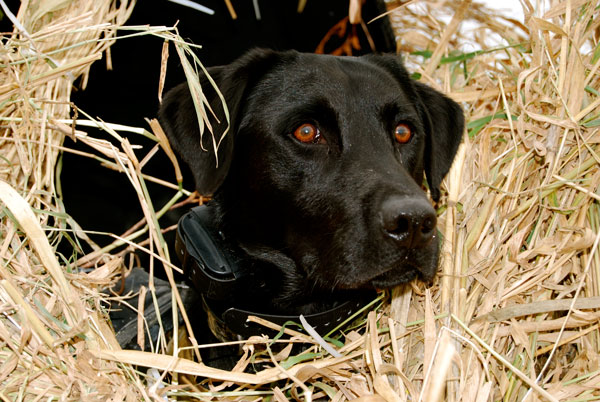 Tingkatkan Pengaturan Perburuan Anda dengan Field Dog Blind: Ultimate Camouflage untuk anjing Anda