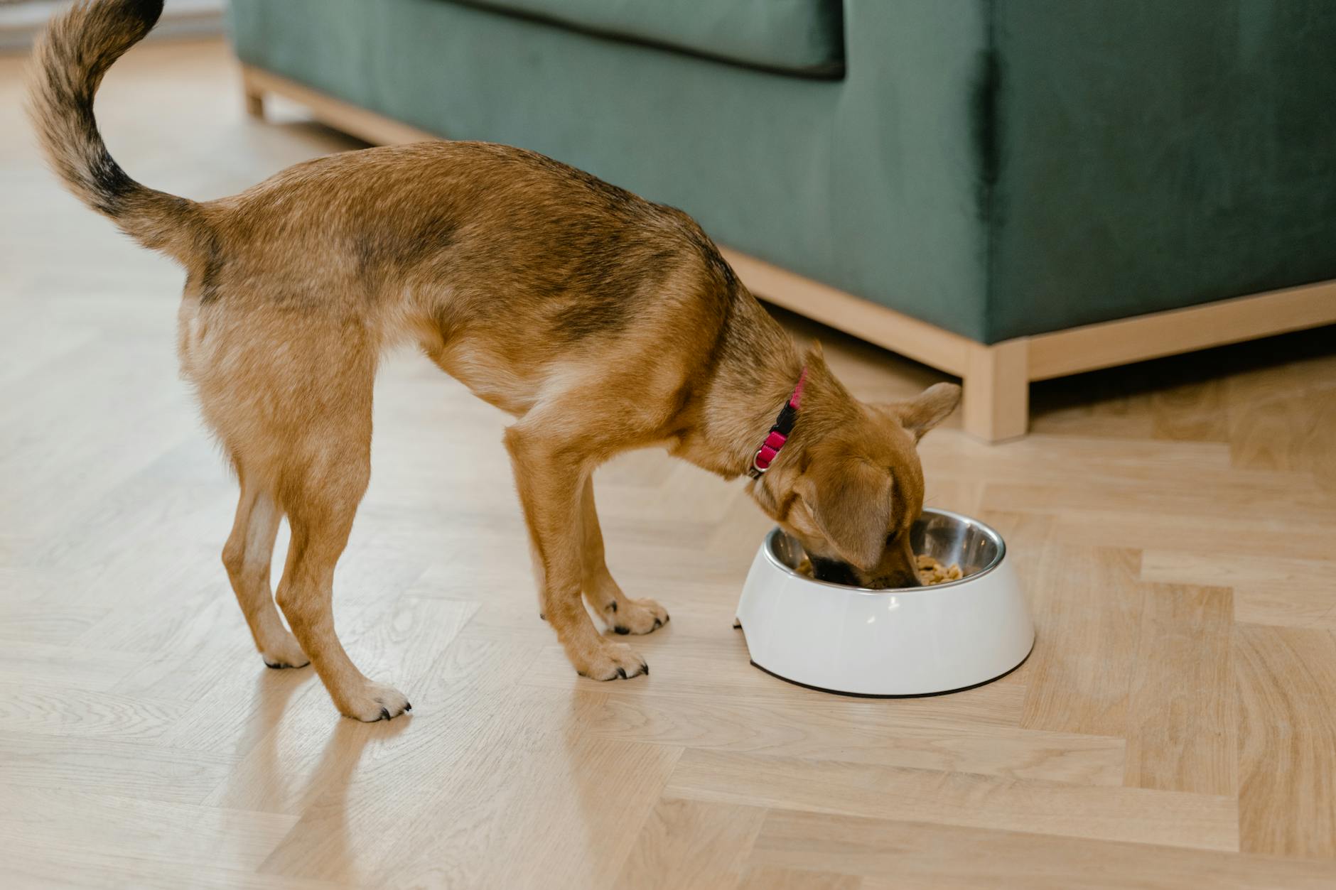 Kreasi Masakan Canine: Delights Food Dog Dog Buatan Rumah